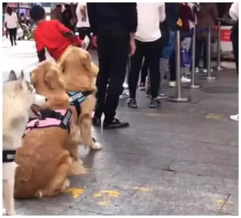 主人让金毛帮自己排队, 回来后发现越排越后面, 原因让人哭笑不得
