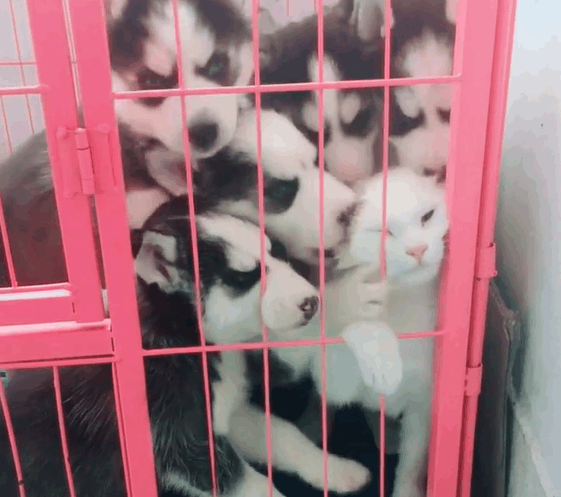 猫咪不听话, 于是主人把它和小二哈关在一起, 结果猫咪抑郁了