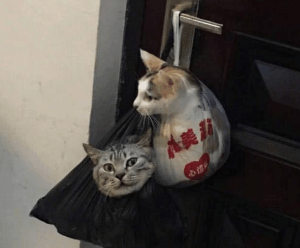 猫咪强行霸占主人食物, 结果被主人挂在了门上, 笑喷了