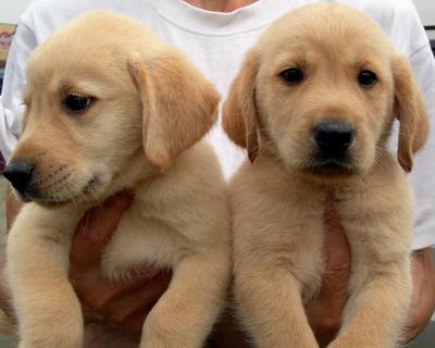 穷养自己, 富养狗, 养了狗以后, 你还能养得起自己?