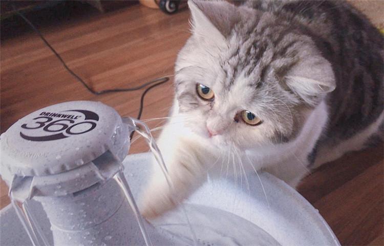 猫咪不爱喝水怎么办, 这四招你有没有试过?