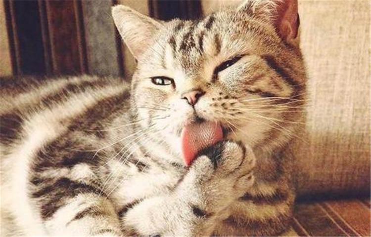 想给猫咪剪好指甲, 你要知道这四点!