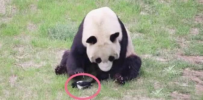 大熊猫和小鸟一起玩耍, 不小心把小鸟捂死, 下一秒的举动令人笑哭