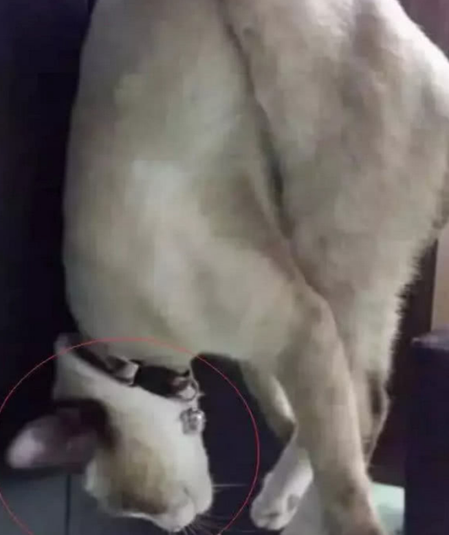 主人回家发现猫咪不见, 到晒衣服的地方时, 被眼前的一幕吓傻了