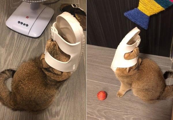 喵皇计算错误, 头被拖鞋卡死, 猛甩不掉, 发怒: 奴才还不来救朕!