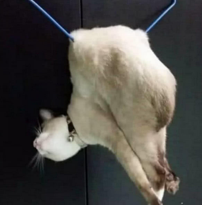 主人回家发现猫咪不见, 到晒衣服的地方时, 被眼前的一幕吓傻了