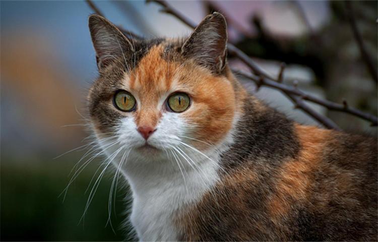 学会这八招, 让你的猫帮你称霸朋友圈