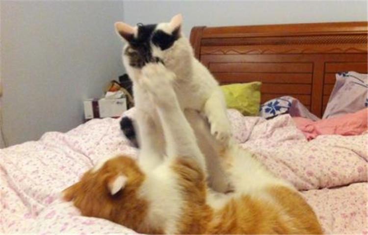 为什么猫咪会有攻击性, 可能是因为这七点原因