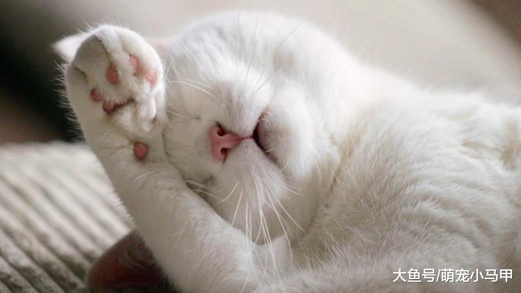 这些大牌的猫咪用品, 也是性价比之选!