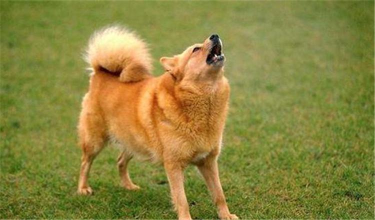 简单3步法, 让狗狗出门不再乱叫!