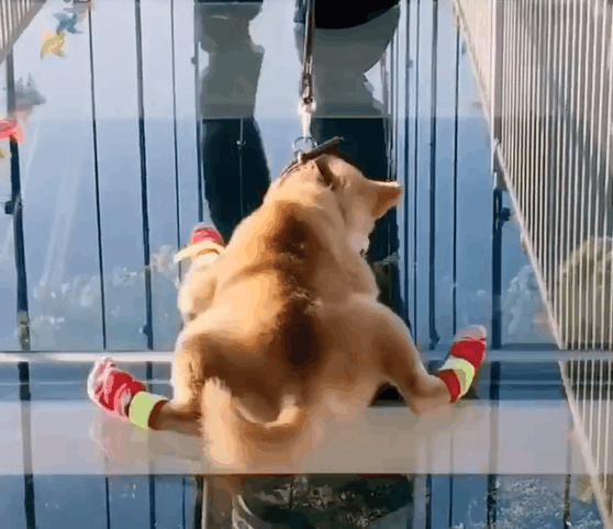 医生说柴犬的胆量太小, 于是铲屎官将它带上了玻璃栈道练练