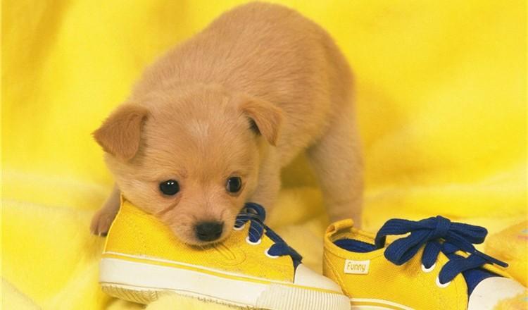 天冷了, 要不要给狗狗穿鞋呢?