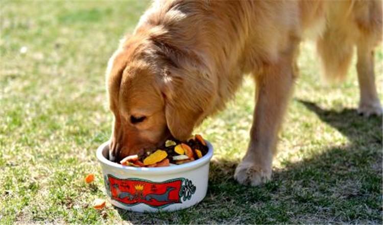 对付狗狗挑食只会饿着它? 教你几招更好的