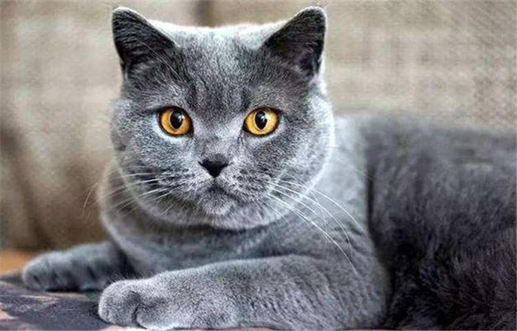 猫咪智商十大排行榜, 快来看看有你的主子吗