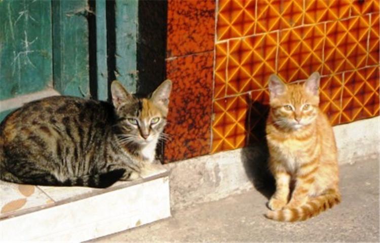 为什么猫咪喜欢用尾巴围住自己的爪爪? 看完我也想要大尾巴!