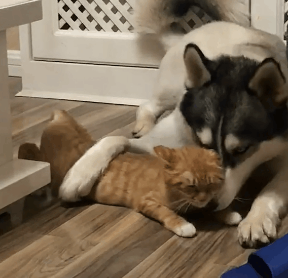 主人担心哈士奇孤单, 于是买了只猫咪给它作伴, 结果猫咪抑郁了