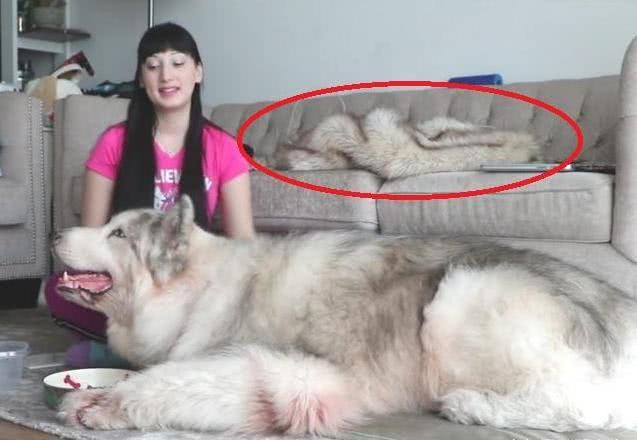 女主人分享和狗狗的日常照片, 眼尖的网友发现异样, 引来众人责骂