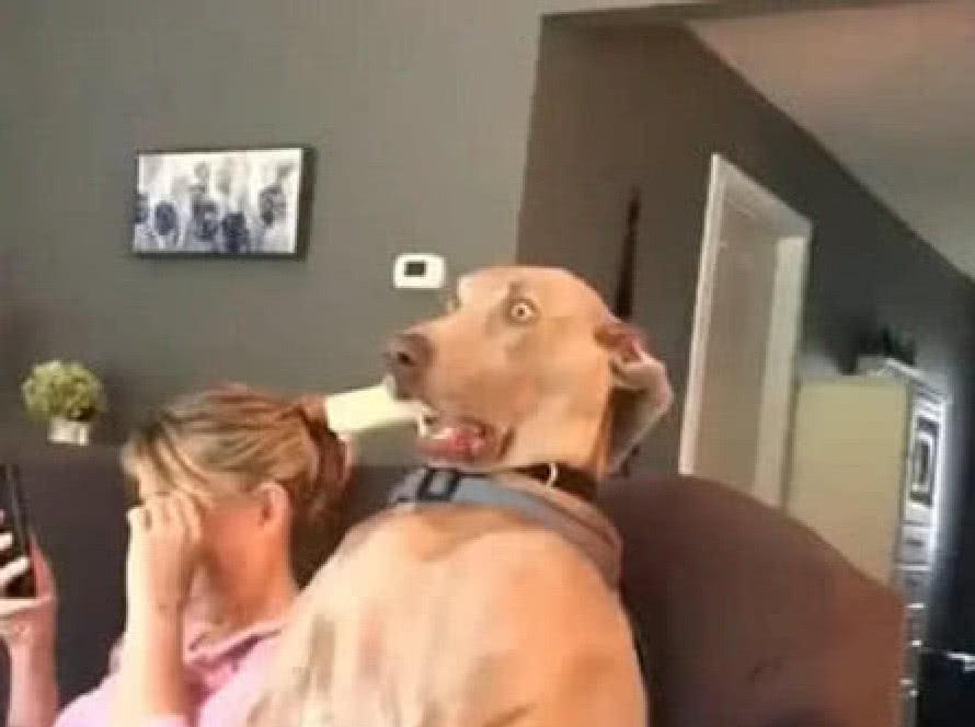 女子不敢独自看恐怖片, 硬拉狗狗陪同, 精彩镜头时, 狗狗表情亮了