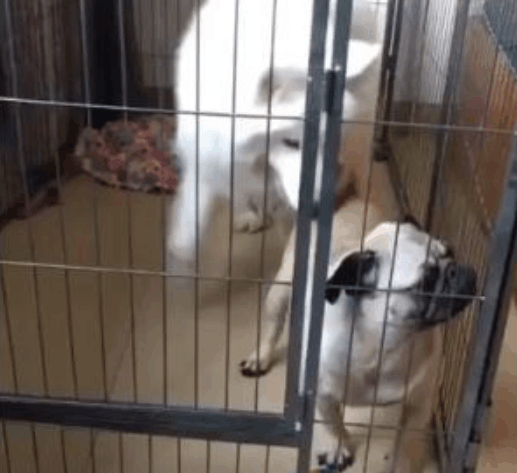 八哥犬隔着笼子藐视萨摩耶, 结果主人将其放进笼子后, 瞬间怂了