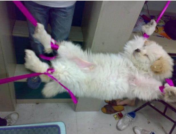 流浪狗被人带回宿舍, 将四肢捆绑, 画面引发众人愤怒!