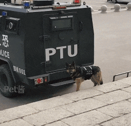 官方卖萌最为致命, 来看看不一样的警犬