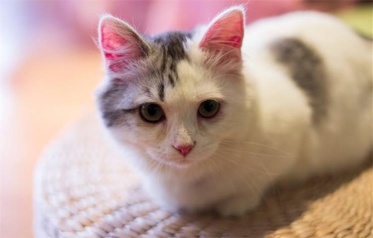 猫咪这5个生活习性, 铲屎官你习惯了没?