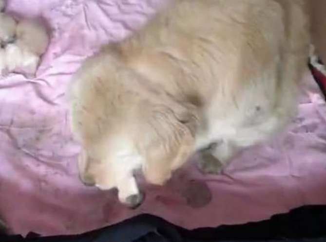 半夜听到狗狗异叫, 铲屎官太累没理, 第二天一看, 肠子都悔青了!