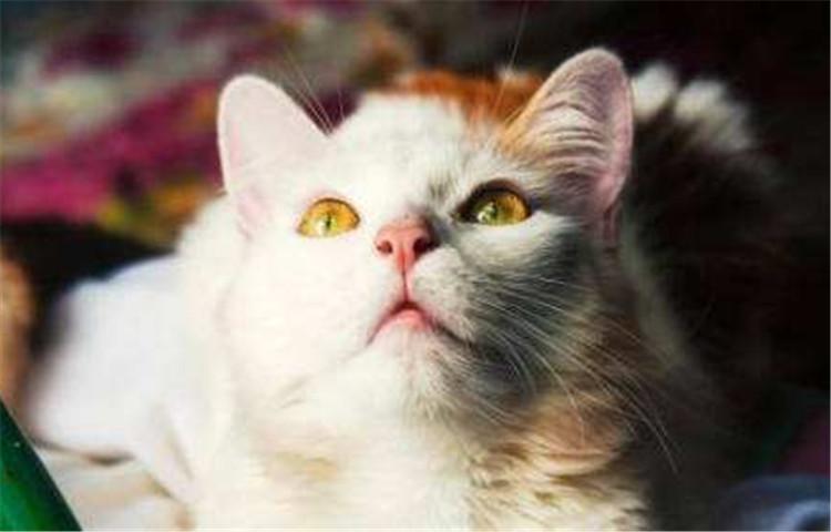 猫咪反群是什么现象? 这3点帮你控制猫咪反群问题