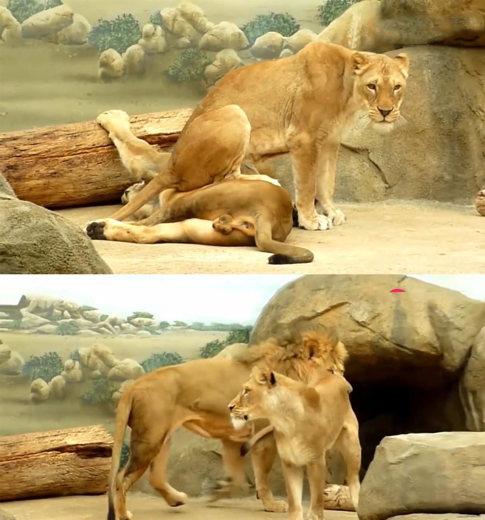 雄狮躺在地上休息, 母狮一屁股就坐在上面, 接下来一幕让人懵了!