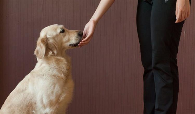 对付狗狗挑食只会饿着它? 教你几招更好的