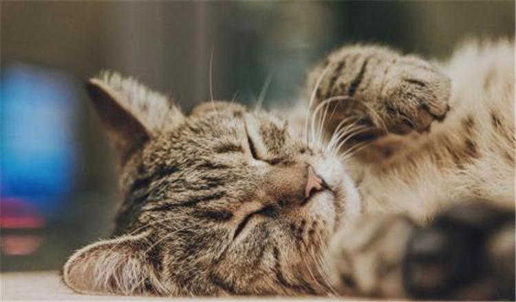 从猫咪的花色看性格, 这5种花色的猫咪你了解吗?