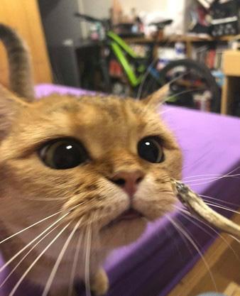 喵皇计算错误, 头被拖鞋卡死, 猛甩不掉, 发怒: 奴才还不来救朕!