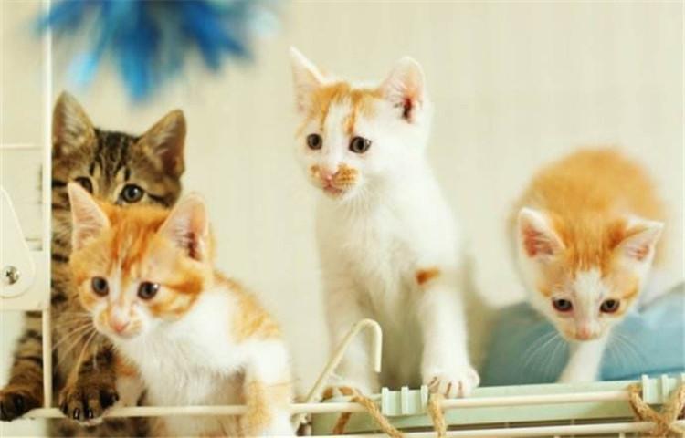 领养流浪猫不是玩玩而已, 这4点要求你知道吗?