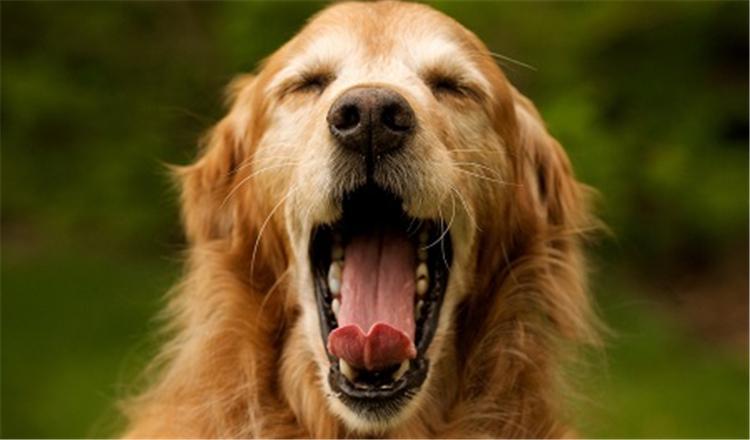 简单3步法, 让狗狗出门不再乱叫!