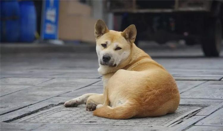 杭州大爷为中华田园犬办证被拒? 为什么?