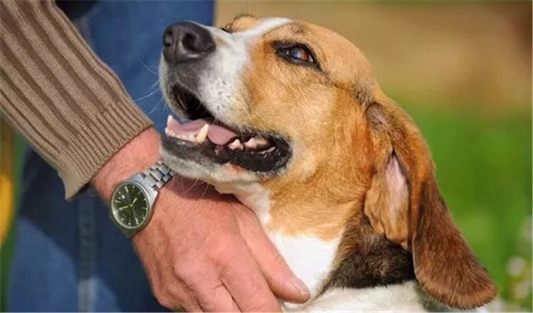 有了狗子后的你, 生活多了哪些变化?