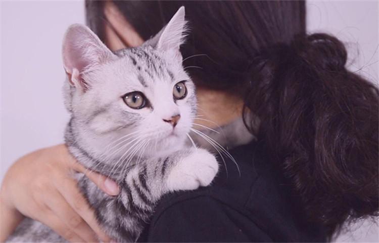 想和养猫的人做朋友, 他们身上这5个闪光点你发现了吗