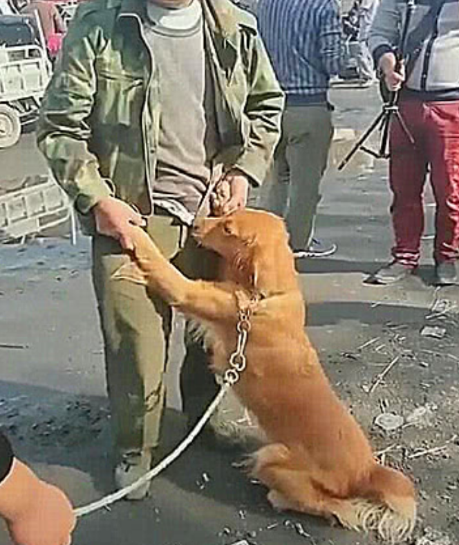 男子因没钱, 将狗狗卖给狗贩子, 狗狗知道后, 一个举动让众人泪奔