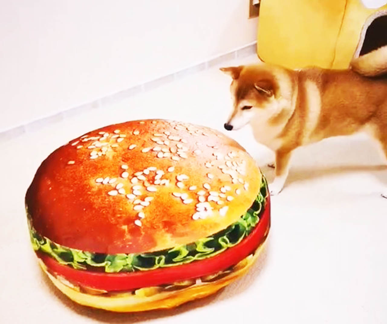 网友被柴犬气疯，想方设法报复，最后狗狗的表情，让人笑出猪叫声