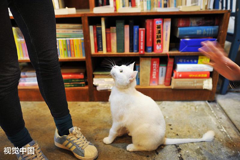 猫咪遛弯注意四个事情，趁现在春暖花开，带它们出去吧