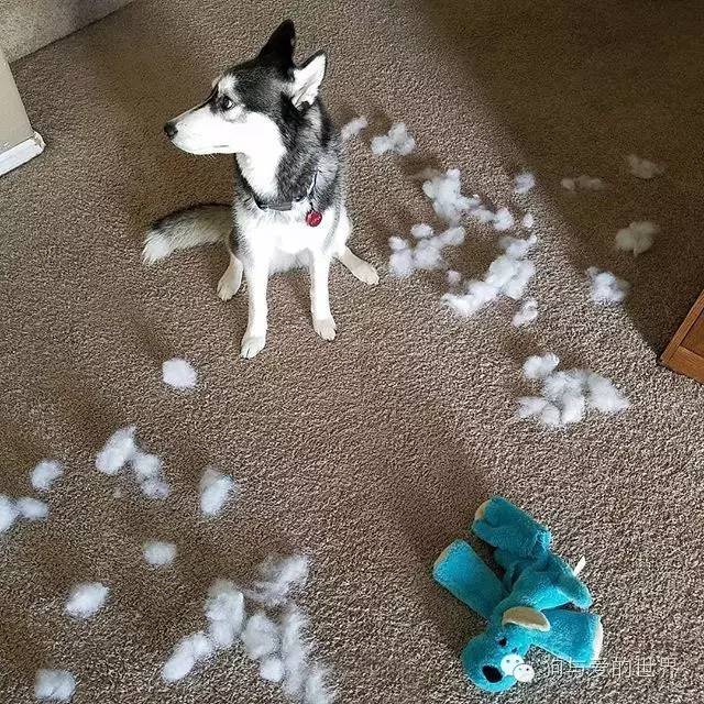 哈士奇就是哈士奇，再帥也擺脫不了蠢貨氣質！