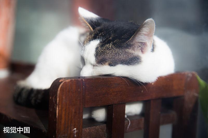猫咪遛弯注意四个事情，趁现在春暖花开，带它们出去吧