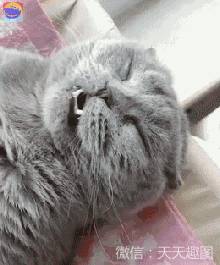 萌宠: 别看猫咪个头小, 打的群狗抱头跑!