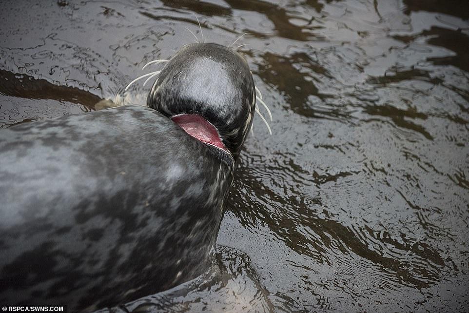 海豹躺在沙滩上伤痕累累, 流下眼泪, 图片揭示了真相