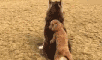 在我心里，这些才是中国最受欢迎的十种狗狗