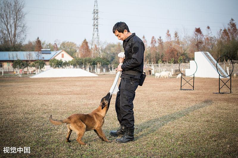 你知道狗狗会发起攻击的原因吗？纠正狗狗攻击行为，这几点很重要