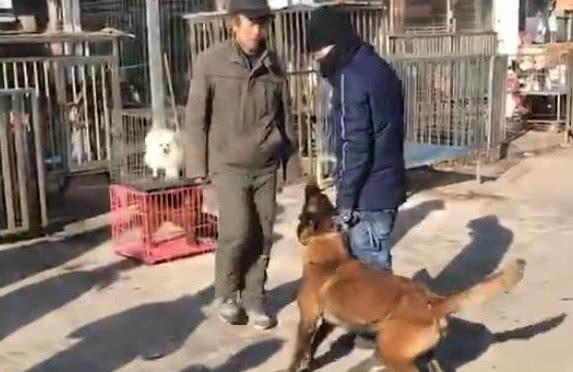 小偷踢狗狗, 狗狗只是吼叫警告, 但当小偷打它主人时, 却差点出事