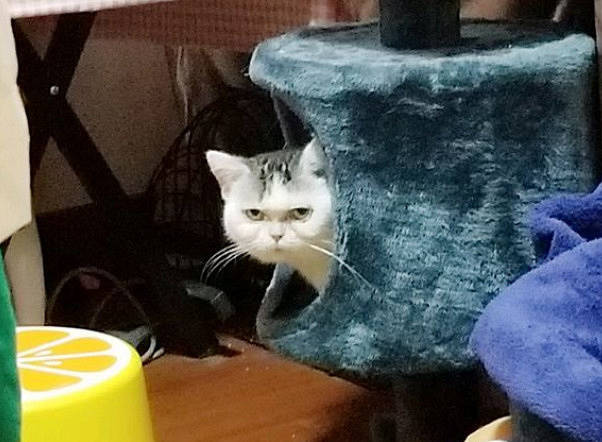 网友发帖想炖猫却意外发现一大批“同道中人”