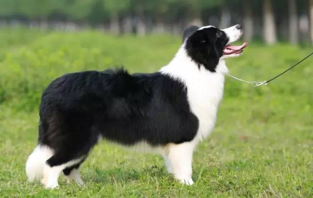 在我心里，这些才是中国最受欢迎的十种狗狗