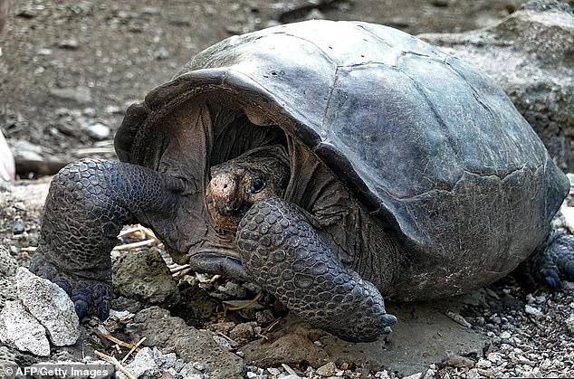 100年前被人類捕殺滅絕的烏龜 如今在火山腳下被發現